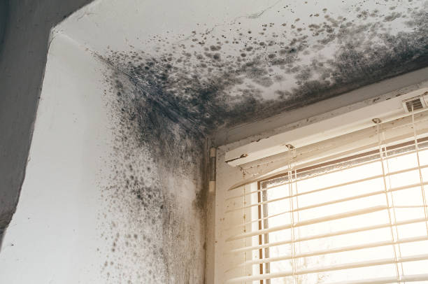 Affordable Mold Cleanup solutions in McHenry, IL