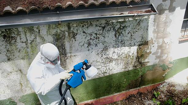Trusted Crawl Space Mold Removal service in McHenry, IL - Cheap Mold Removal